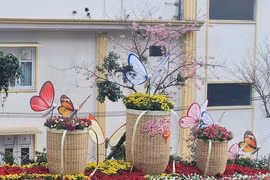 Đỏ mắt tìm hoa đào ở thành phố hoa Đà Lạt