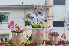 Đỏ mắt tìm hoa đào ở thành phố hoa Đà Lạt