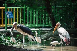 Ngắm loài chim quý hiếm ở Việt Nam có trong Sách Đỏ thế giới