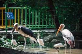 Ngắm loài chim quý hiếm ở Việt Nam có trong Sách Đỏ thế giới