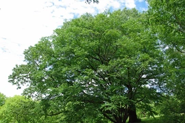 Ngạc nhiên loài cây cứng gấp đôi thép, đạn bắn không thủng