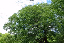 Ngạc nhiên loài cây cứng gấp đôi thép, đạn bắn không thủng