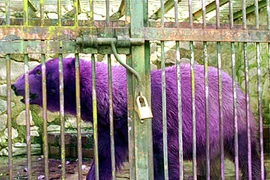 Kẻ lạc bầy trong giới động vật gây sửng sốt mọi ánh nhìn