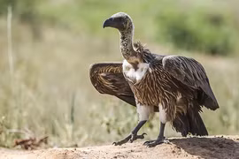 Top sinh vật gắn liền với cái chết, số 7 là loài quen thuộc