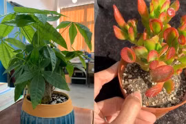 3 cây cảnh may mắn, mang hương vị tiền bạc, giúp gia chủ thịnh vượng