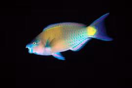 Kinh ngạc loài cá lạ 'sản xuất cát' cho đại dương