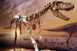 Soi bụng khủng long bạo chúa, chuyên gia sửng sốt thấy thứ này 