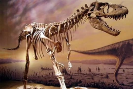 Soi bụng khủng long bạo chúa, chuyên gia sửng sốt thấy thứ này 