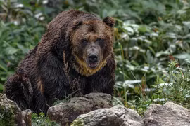 Leo núi đụng "gấu hoang", người đàn ông té ngửa khi biết sự thật