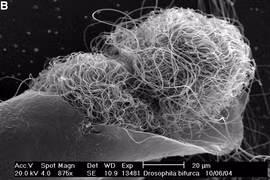 Loài động vật bá đạo nhất quả đất, tinh trùng dài gấp... 23 lần cơ thể