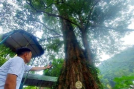 Cây đại cổ thụ của Việt Nam có tuổi thọ sánh ngang trời đất