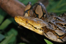 Trăn gấm mắc vào ngư cụ ở Huế: Loài trong Sách Đỏ