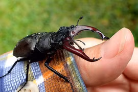 Loài côn trùng đắt đỏ bậc nhất hành tinh, nhà giàu thi nhau mua 