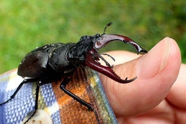 Loài côn trùng đắt đỏ bậc nhất hành tinh, nhà giàu thi nhau mua 