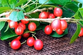 Loại quả cắt lưỡi đáng sợ, nay là đặc sản bạc triệu