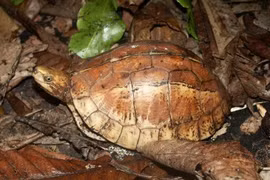 Rùa hộp trán vàng được giao nộp ở Lào Cai là loài nguy cấp