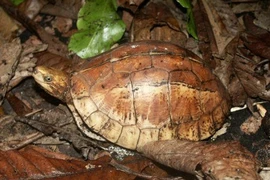 Rùa hộp trán vàng được giao nộp ở Lào Cai là loài nguy cấp