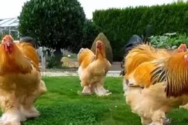 Giật mình loài gà cao tới 1,2 mét, thế giới phát cuồng