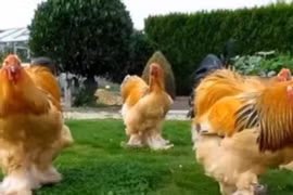 Giật mình loài gà cao tới 1,2 mét, thế giới phát cuồng