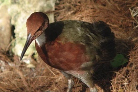 Loài gà tuyệt tích 136.000 năm bất ngờ tái xuất, chuyên gia sửng sốt