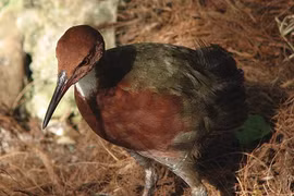 Loài gà tuyệt tích 136.000 năm bất ngờ tái xuất, chuyên gia sửng sốt