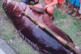 Cá mú khổng lồ nặng 187kg dính lưới ngư dân