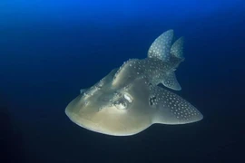 Giật mình tìm thấy sinh vật lai giữa cá mập và cá đuối