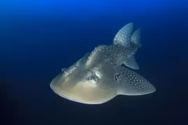 Giật mình tìm thấy sinh vật lai giữa cá mập và cá đuối