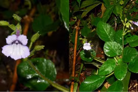 Ngắm loài hoa mỹ nhuỵ răng cưa quý hiếm chỉ có ở Việt Nam