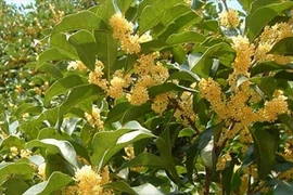 Loại cây quý cả thế giới khao khát, Việt Nam có nhiều