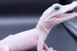 Khó tin vẻ ngoài độc lạ của loài cá sấu hiếm nhất thế giới