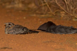 Ngỡ ngàng phát hiện loài chim 4 cánh tưởng chỉ có trong truyền thuyết