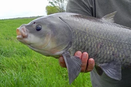 Loài cá đặc biệt thọ hơn 100 tuổi giữa sa mạc khắc nghiệt