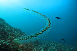 Kinh ngạc loài động vật lớn nhanh như thổi, trưởng thành trong 48 giờ