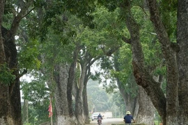 Tận mục hàng xà cừ cổ thụ hơn 100 năm dưới núi thiêng xứ Thanh