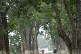 Tận mục hàng xà cừ cổ thụ hơn 100 năm dưới núi thiêng xứ Thanh