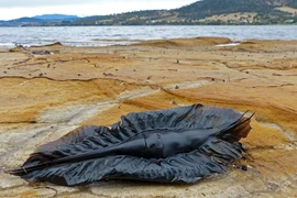 Vật thể lạ dạt vào bờ biển, dân tình sốc nặng khi biết sự thật 