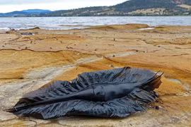 Vật thể lạ dạt vào bờ biển, dân tình sốc nặng khi biết sự thật 