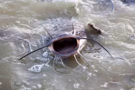 Bất ngờ "kho báu" khủng ẩn trong loài cá bị coi thường nhất Trung Quốc