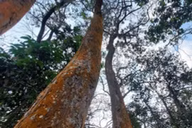 Kỳ bí ngôi làng có 30 cây gỗ quý nhất Việt Nam