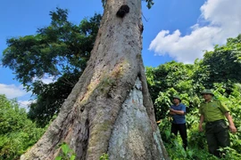 Loài cây chỉ 2 nước sở hữu, Việt Nam có cá thể trăm tuổi