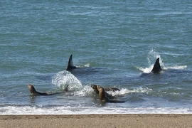 Lộ diện 'sát thủ' đáng sợ nhất đại dương, xuất chiêu săn mồi cực độc
