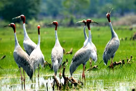 Sếu đầu đỏ quay lại VQG Tràm Chim, Đồng Tháp là loài cực quý