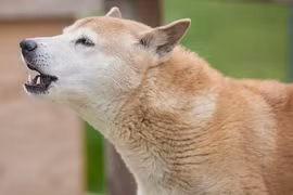 Giống chó biết hát bất ngờ tái xuất sau hơn 50 năm tuyệt tích