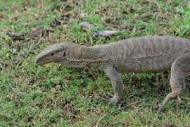 Độ quý hiếm của kỳ đà hoa vừa được giao nộp ở Đồng Tháp