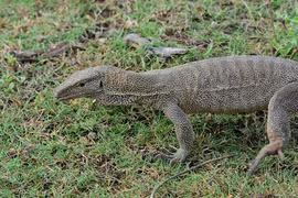 Độ quý hiếm của kỳ đà hoa vừa được giao nộp ở Đồng Tháp