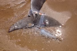 Sinh vật được ví như 'báu vật sống', cảnh sát không rời nửa bước 