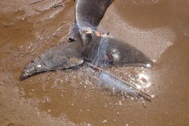 Sinh vật được ví như 'báu vật sống', cảnh sát không rời nửa bước 