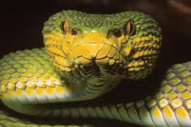 Tận mục loài rắn lục có 1-0-2 trên thế giới, màu sắc đặc biệt