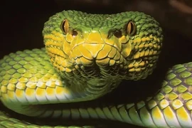 Tận mục loài rắn lục có 1-0-2 trên thế giới, màu sắc đặc biệt